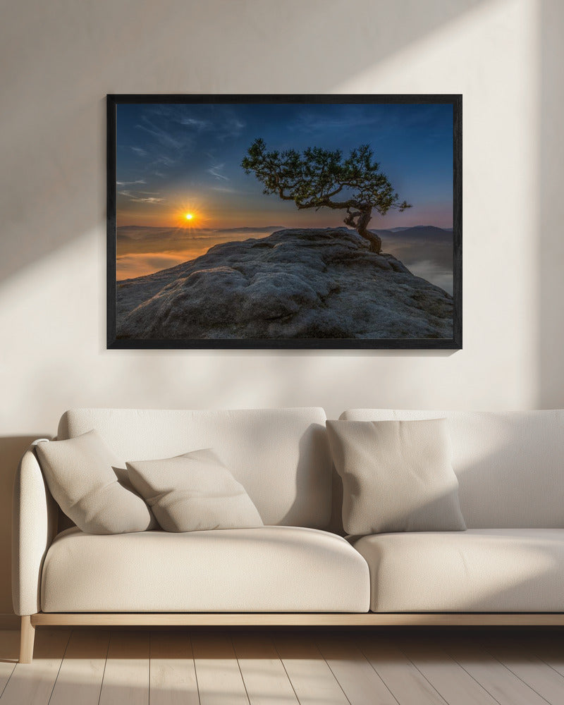 Old pine | Canvas