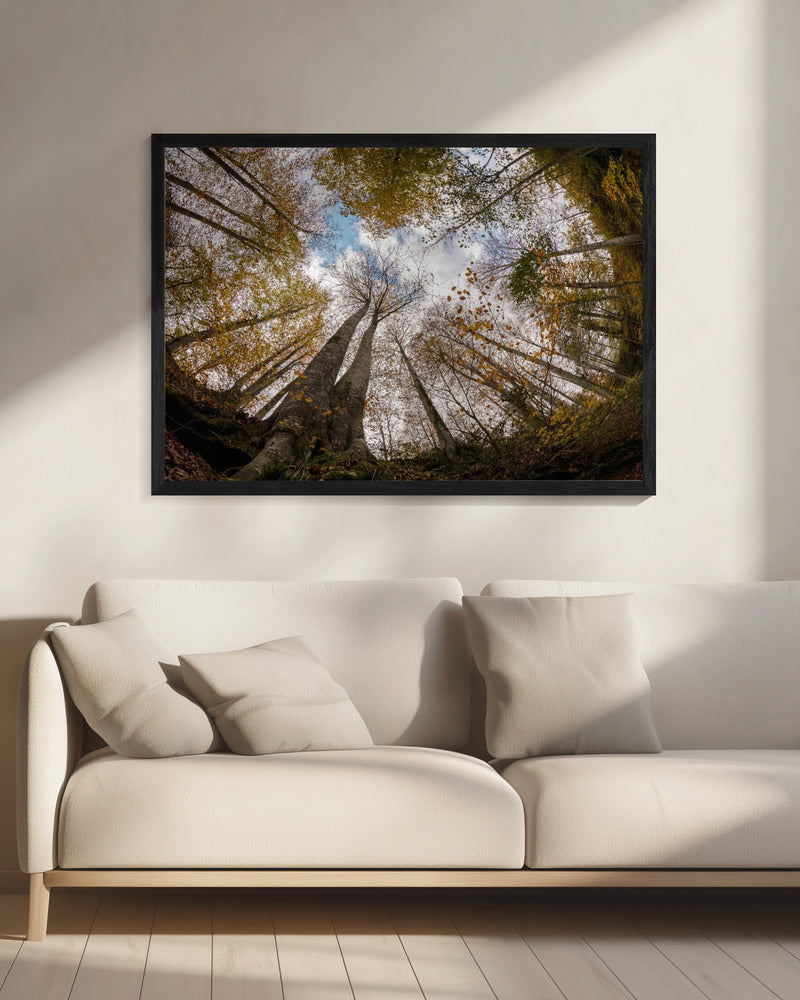 Forest | Canvas