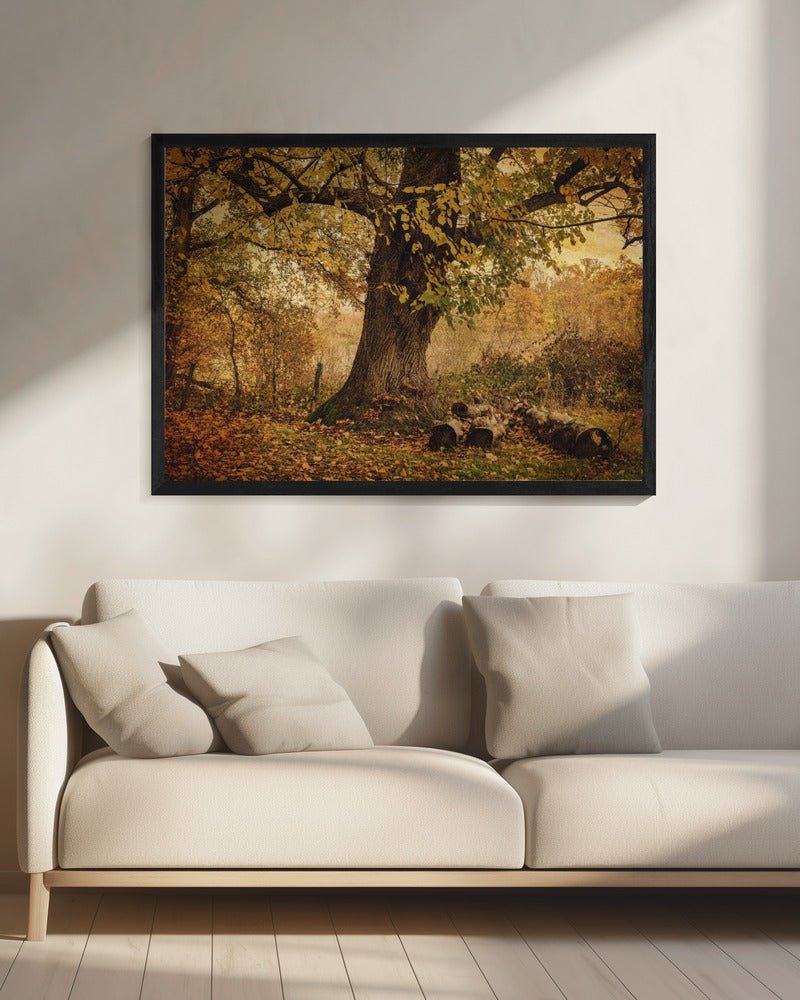 Old tree | Canvas