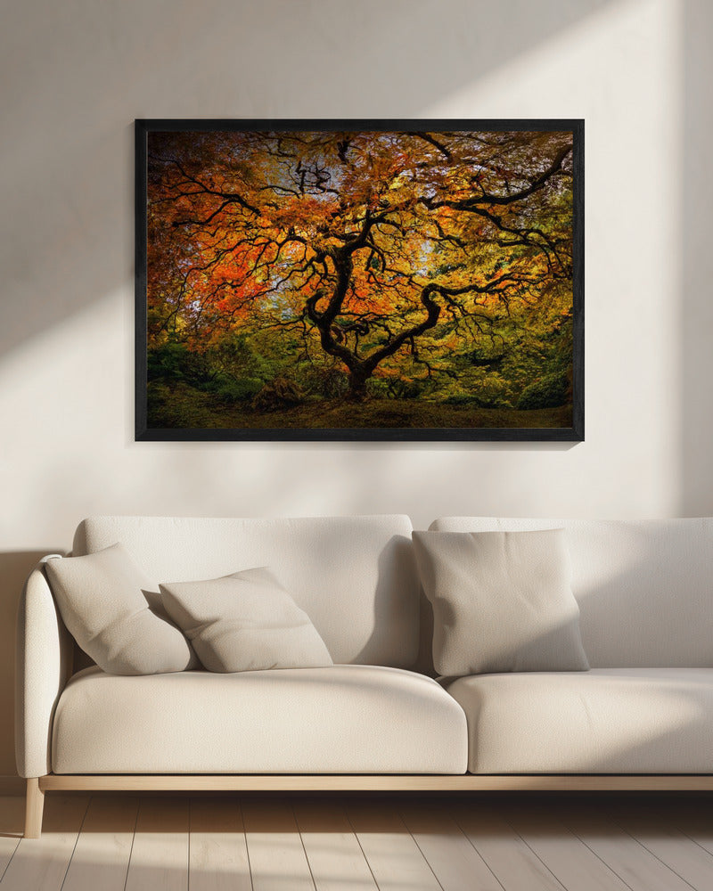 The maple Tree | Canvas