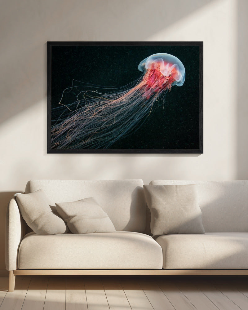 Longtail | Canvas