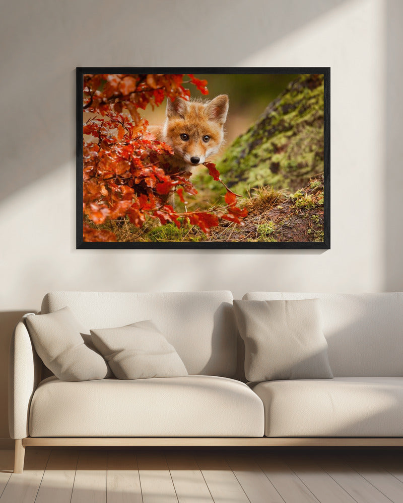 Fox | Canvas