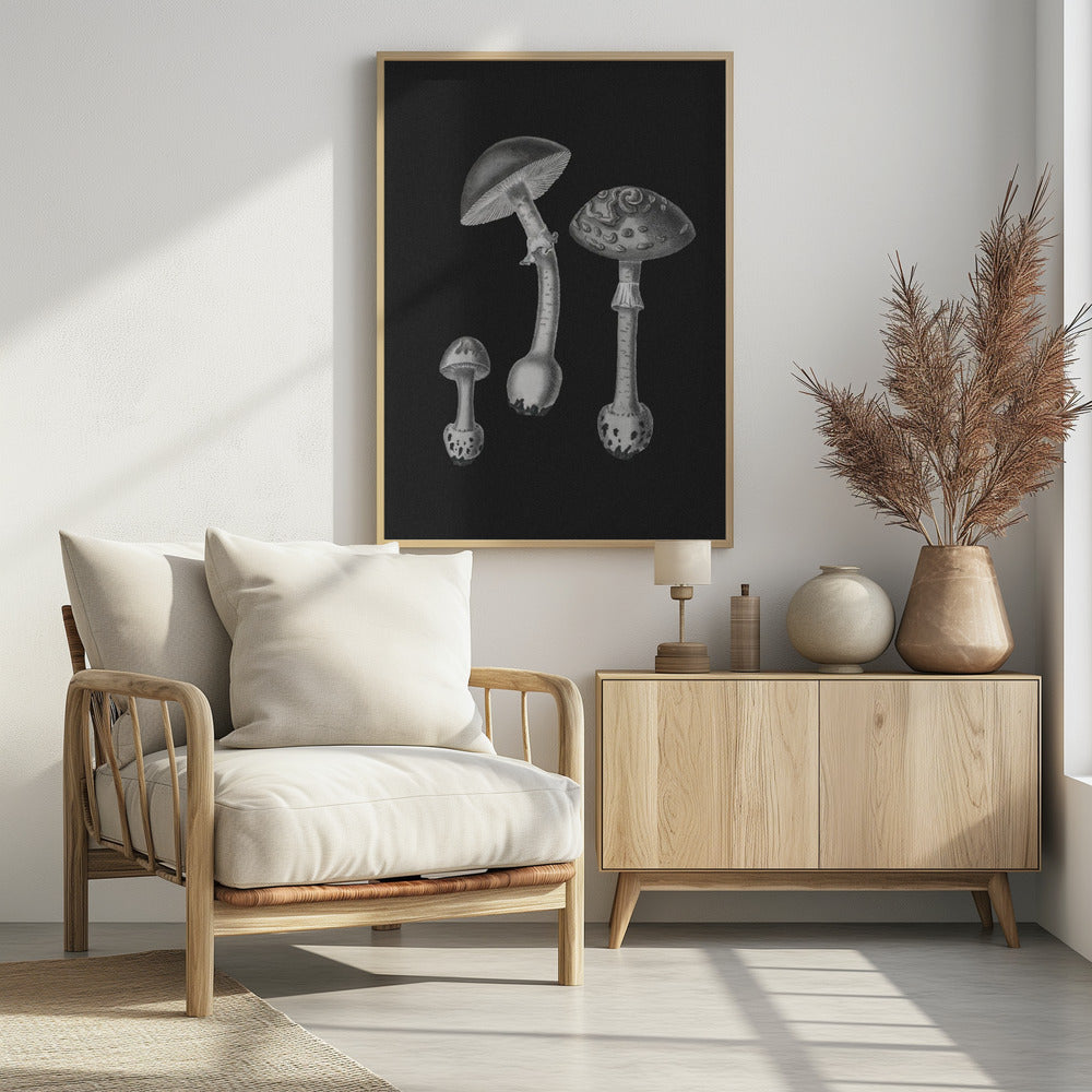 Amanita Muscaria  Black Backgound BW | Poster