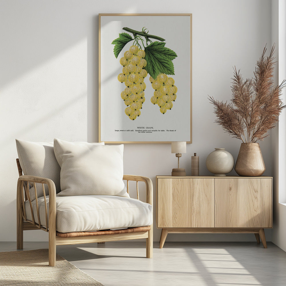 White Grape Lithograph | Poster