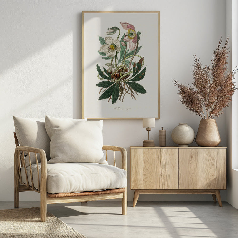 Christmas Rose (helleborus Niger)  Medical Botany | Poster