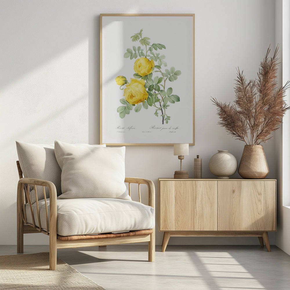 Rosa Hemisphaerica, Les Roses (1817–1824) | Poster