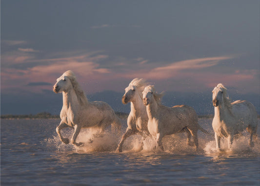 Angels of Camargue | Canvas