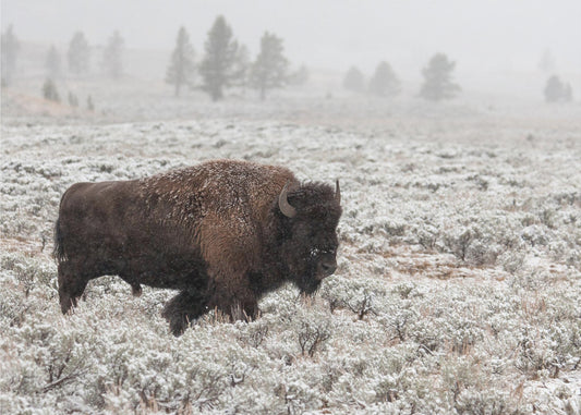 Late Fall Yellowstone | Canvas