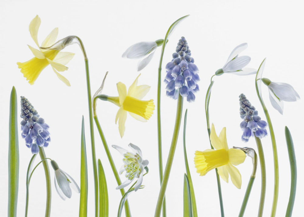Spring | Canvas
