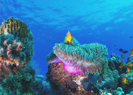 Sea life | Canvas