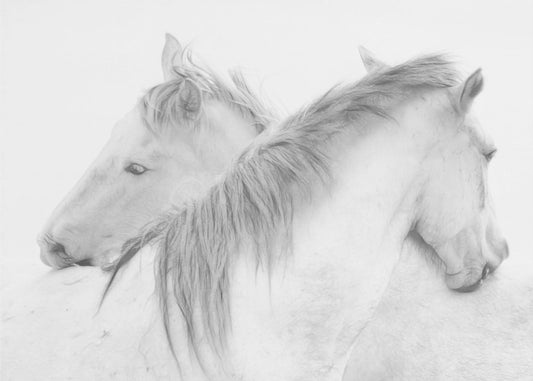 Horses | Canvas