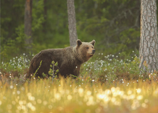 Brown Bear | Canvas