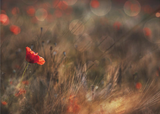 Poppy | Canvas
