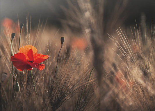Poppy with corn | Canvas