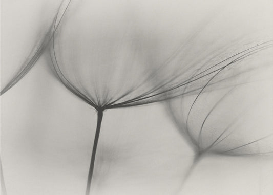 Tragopogon | Canvas