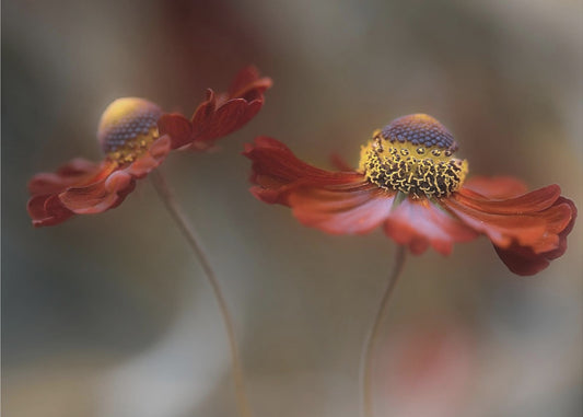 Helenium dance | Canvas