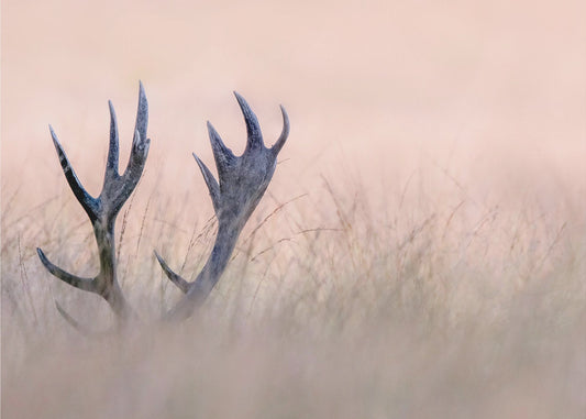 Hide &amp; Seek  ( Horn of Stag) | Canvas
