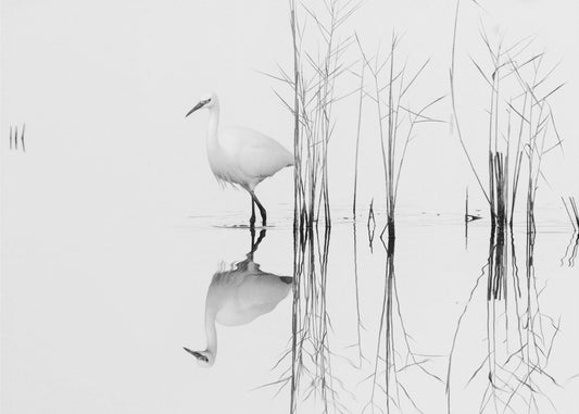 white | Canvas