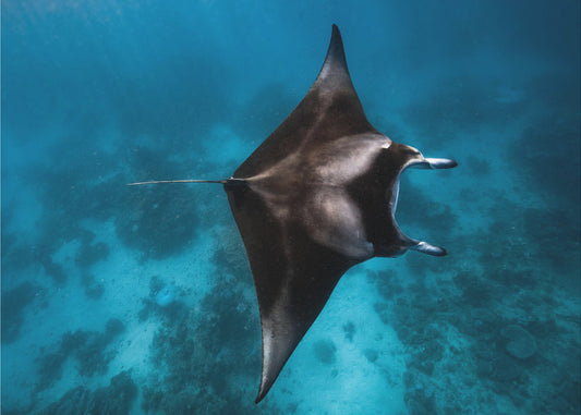 Manta fly!!! | Poster