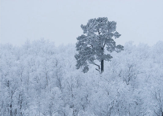 First snow | Canvas