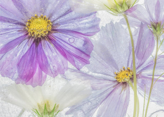 Cosmos cool | Canvas