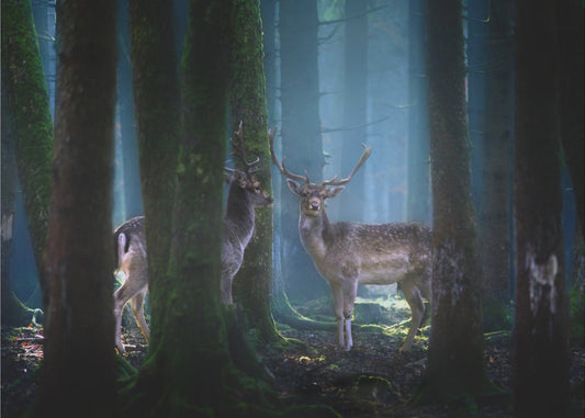 Deers | Canvas