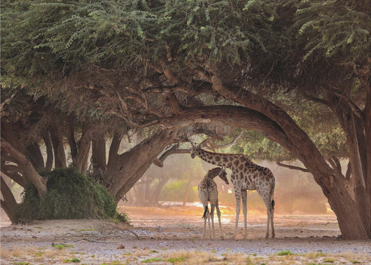 Giraffe - Namibia | Canvas