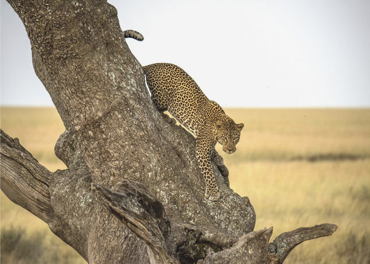 Leopard - Serengheti, Tanzania | Canvas
