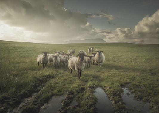 Sheep | Canvas