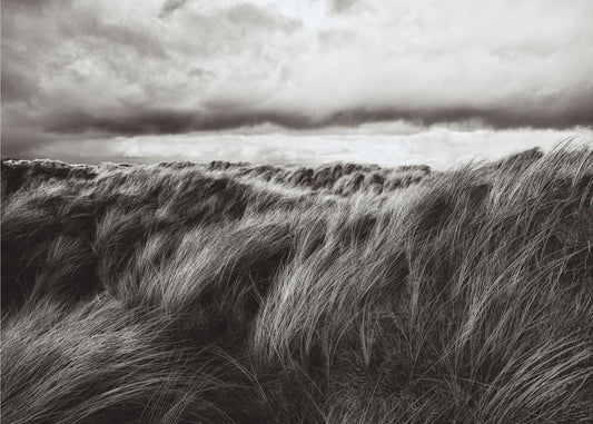 Dunes of grass | Canvas