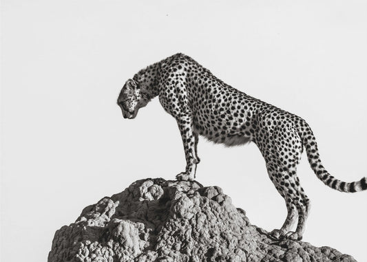 the hunter | Canvas