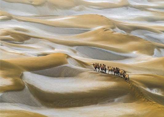 Desert Winter | Poster