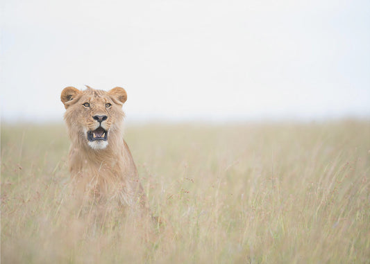 Young Lion | Canvas