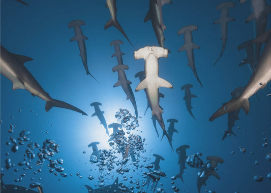 Hammerhead Shark | Poster