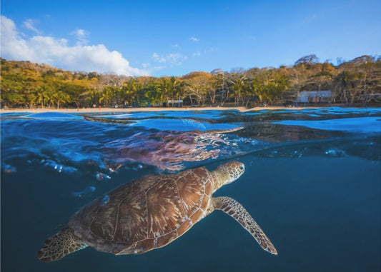 Green Turtle - Sea Turtle | Canvas