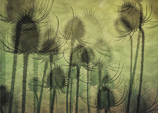 Wild Teasel | Poster