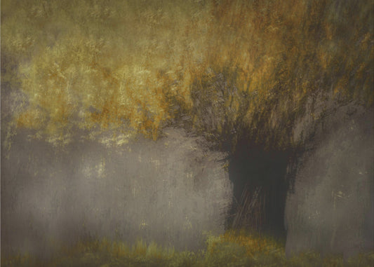 Pollard willow | Canvas