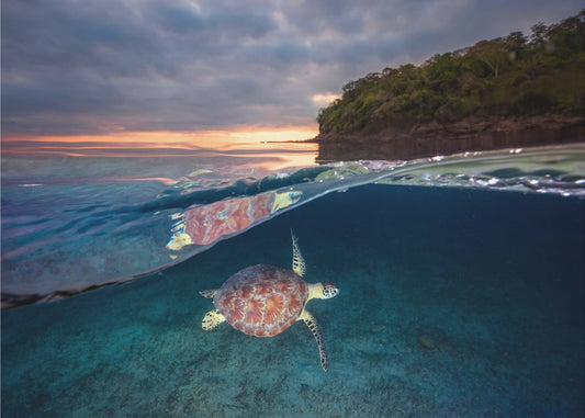 Green turtle with sunset | Poster