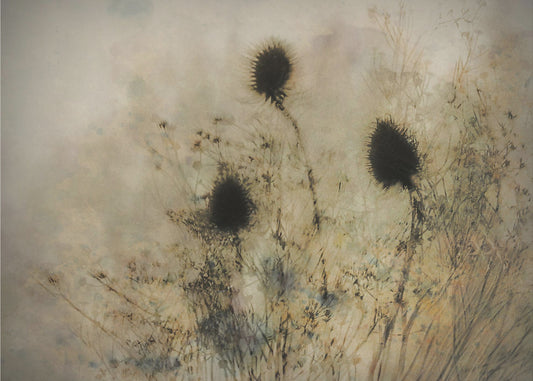 Seed boxes | Canvas