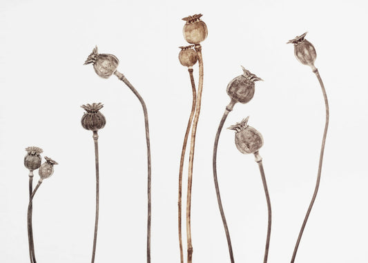 Poppies | Poster