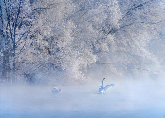 Swan Lake | Canvas