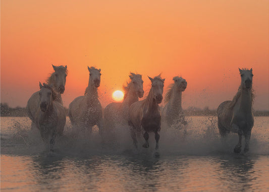 Sunset in Camargue | Canvas