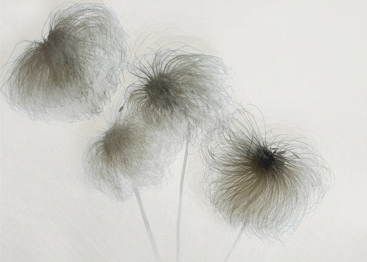 Clematis | Poster