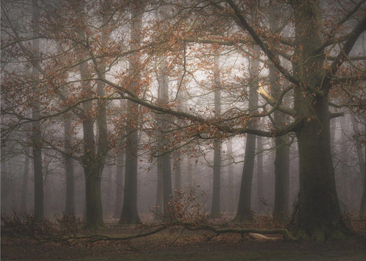 Foggy memory  of the past | Canvas