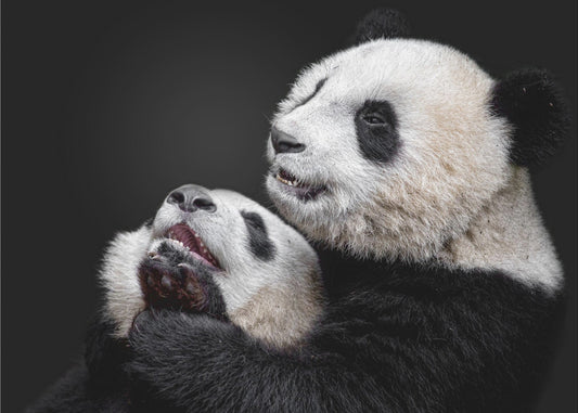Pandas | Canvas