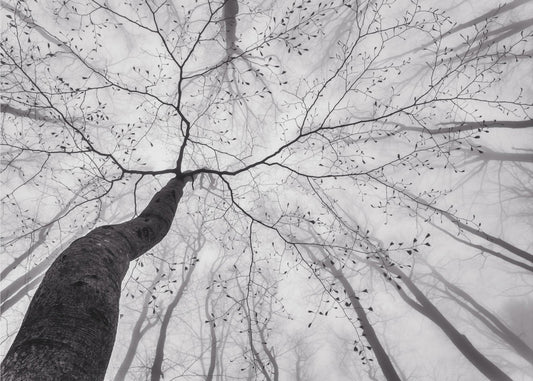 A view of the tree crown | Canvas