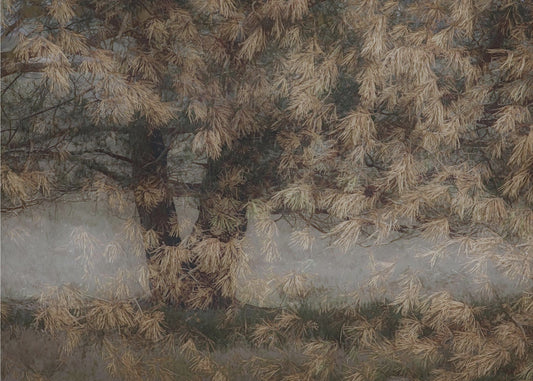 Pine tree | Canvas