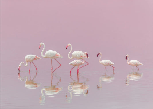 Flamingos | Canvas
