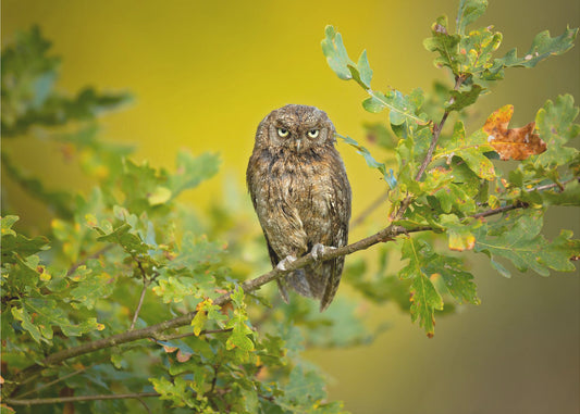 Eurasian Scops Owl | Poster