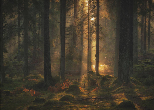 The light in the forest | Poster